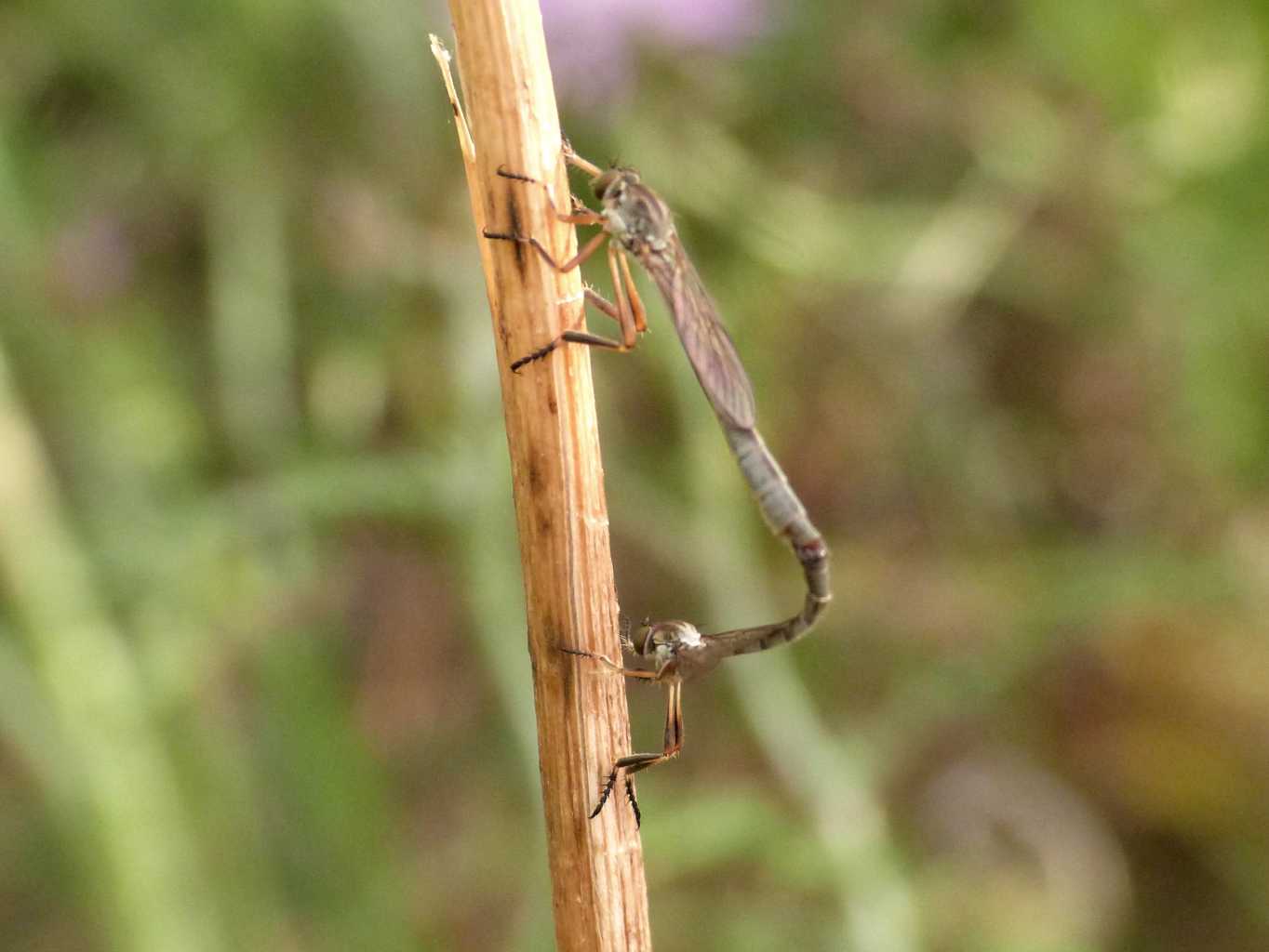 Piccoli Asilidae in copula: Leptogaster sp.